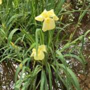 ヒメ日記 2025/06/03 09:11 投稿 りつ 大人の遊園痴「スピーディー」