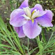 ヒメ日記 2025/06/04 08:38 投稿 りつ 大人の遊園痴「スピーディー」