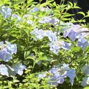 ヒメ日記 2025/06/09 07:58 投稿 りつ 大人の遊園痴「スピーディー」