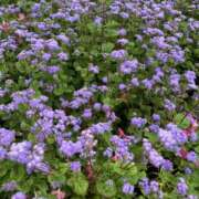 ヒメ日記 2025/06/09 22:58 投稿 りつ 大人の遊園痴「スピーディー」