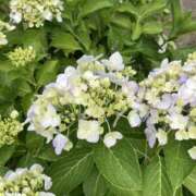 ヒメ日記 2025/06/10 22:48 投稿 りつ 大人の遊園痴「スピーディー」