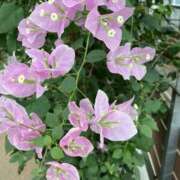 ヒメ日記 2025/06/15 10:08 投稿 りつ 大人の遊園痴「スピーディー」