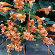 ヒメ日記 2025/06/16 14:38 投稿 りつ 大人の遊園痴「スピーディー」