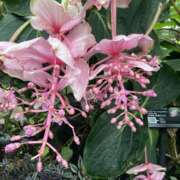 ヒメ日記 2025/06/23 09:48 投稿 りつ 大人の遊園痴「スピーディー」