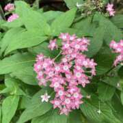 ヒメ日記 2025/06/26 00:11 投稿 りつ 大人の遊園痴「スピーディー」