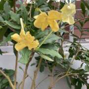 ヒメ日記 2025/06/26 11:58 投稿 りつ 大人の遊園痴「スピーディー」