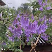 ヒメ日記 2025/06/29 22:28 投稿 りつ 大人の遊園痴「スピーディー」