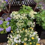 ヒメ日記 2025/07/03 07:18 投稿 りつ 大人の遊園痴「スピーディー」