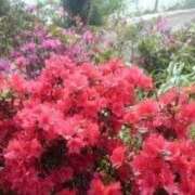 ヒメ日記 2025/07/18 11:08 投稿 りつ 大人の遊園痴「スピーディー」