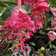 ヒメ日記 2025/07/29 16:38 投稿 りつ 大人の遊園痴「スピーディー」