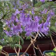 ヒメ日記 2025/07/30 07:48 投稿 りつ 大人の遊園痴「スピーディー」