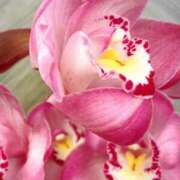 ヒメ日記 2025/07/30 17:28 投稿 りつ 大人の遊園痴「スピーディー」