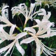 ヒメ日記 2025/07/31 23:08 投稿 りつ 大人の遊園痴「スピーディー」