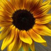 ヒメ日記 2025/08/01 07:38 投稿 りつ 大人の遊園痴「スピーディー」