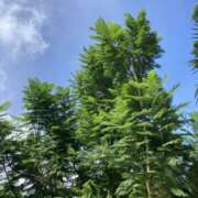 ヒメ日記 2025/08/04 23:18 投稿 りつ 大人の遊園痴「スピーディー」