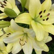 ヒメ日記 2025/08/06 05:18 投稿 りつ 大人の遊園痴「スピーディー」