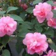 ヒメ日記 2025/08/06 10:15 投稿 りつ 大人の遊園痴「スピーディー」