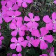 ヒメ日記 2025/08/07 16:18 投稿 りつ 大人の遊園痴「スピーディー」