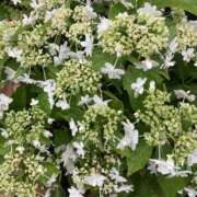 ヒメ日記 2025/08/08 07:28 投稿 りつ 大人の遊園痴「スピーディー」