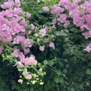 ヒメ日記 2025/08/15 07:18 投稿 りつ 大人の遊園痴「スピーディー」