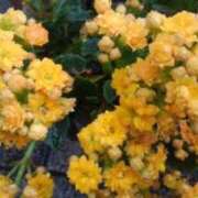 ヒメ日記 2025/08/29 08:03 投稿 りつ 大人の遊園痴「スピーディー」