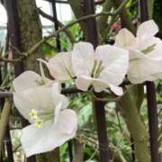 ヒメ日記 2025/08/31 09:48 投稿 りつ 大人の遊園痴「スピーディー」