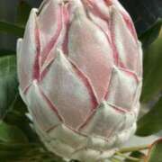 ヒメ日記 2025/09/04 10:48 投稿 りつ 大人の遊園痴「スピーディー」