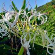 ヒメ日記 2025/09/26 06:48 投稿 りつ 大人の遊園痴「スピーディー」