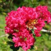 ヒメ日記 2025/09/27 22:00 投稿 りつ 大人の遊園痴「スピーディー」