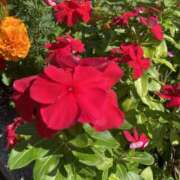 ヒメ日記 2025/10/01 08:28 投稿 りつ 大人の遊園痴「スピーディー」