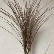 ヒメ日記 2025/10/06 23:08 投稿 りつ 大人の遊園痴「スピーディー」