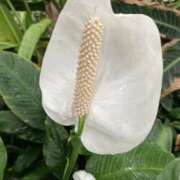 ヒメ日記 2025/10/25 07:18 投稿 りつ 大人の遊園痴「スピーディー」