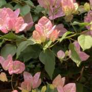 ヒメ日記 2025/10/26 08:53 投稿 りつ 大人の遊園痴「スピーディー」