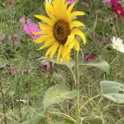 ヒメ日記 2025/11/13 07:28 投稿 りつ 大人の遊園痴「スピーディー」