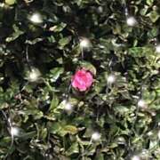 ヒメ日記 2025/11/28 17:58 投稿 りつ 大人の遊園痴「スピーディー」