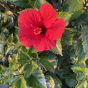 ヒメ日記 2025/11/30 09:58 投稿 りつ 大人の遊園痴「スピーディー」