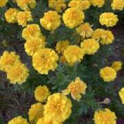 ヒメ日記 2025/12/15 09:58 投稿 りつ 大人の遊園痴「スピーディー」