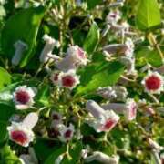 ヒメ日記 2025/12/17 00:38 投稿 りつ 大人の遊園痴「スピーディー」