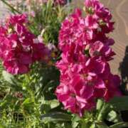 ヒメ日記 2025/12/17 07:58 投稿 りつ 大人の遊園痴「スピーディー」