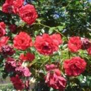 ヒメ日記 2025/12/17 13:08 投稿 りつ 大人の遊園痴「スピーディー」