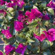 ヒメ日記 2025/12/18 22:48 投稿 りつ 大人の遊園痴「スピーディー」