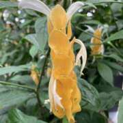 ヒメ日記 2025/12/19 06:28 投稿 りつ 大人の遊園痴「スピーディー」