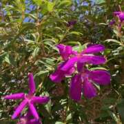 ヒメ日記 2026/01/12 00:28 投稿 りつ 大人の遊園痴「スピーディー」