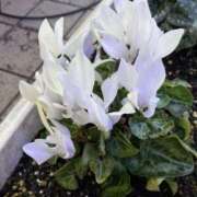 ヒメ日記 2026/01/12 09:58 投稿 りつ 大人の遊園痴「スピーディー」