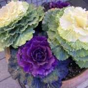 ヒメ日記 2026/01/16 08:08 投稿 りつ 大人の遊園痴「スピーディー」