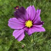 ヒメ日記 2026/01/16 10:32 投稿 りつ 大人の遊園痴「スピーディー」