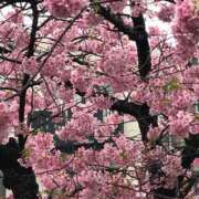 ヒメ日記 2025/03/30 18:00 投稿 さき 新宿・新大久保おかあさん