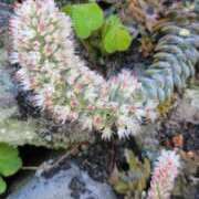 ヒメ日記 2025/09/06 08:30 投稿 新人 みら(Mira) 出張メンズエステ RELAX【DIVAグループ】