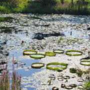 新人 みら(Mira) 🪷公園🪷 出張メンズエステ RELAX【DIVAグループ】