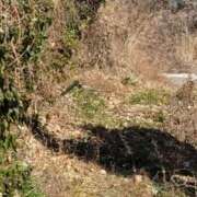 新人 みら(Mira) 🍦🐦 出張メンズエステ RELAX【DIVAグループ】